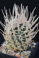 Pediocactus fickeisenii SB 903.jpg