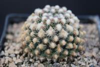 Pediocactus knowltonii SB 304.jpg
