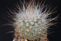Pediocactus paradinei SB 502.jpg