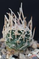 Pediocactus peeblesianus SB 571.jpg