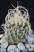 Pediocactus peeblesianus v. maia SB 469.jpg