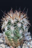 Pediocactus sileri SB 1872.jpg