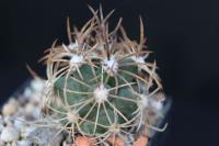 Pediocactus sileri SB 473.jpg