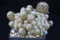 Pediocactus simpsonii SB 586.jpg