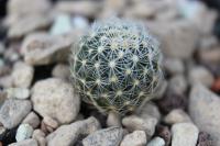 Pediocactus simpsonii SB 738.jpg