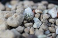 Pediocactus simpsonii v. minor SB 874.jpg