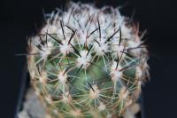 Pediocactus simpsonii v. robustior SB 1590.jpg