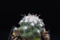 Sclerocactus nyensis SB 1456.jpg
