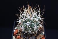 Sclerocactus parviflorus SB 1011.jpg