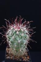 Sclerocactus parviflorus SB 474.jpg