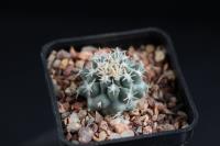Sclerocactus pubispinus SB 1013.JPG