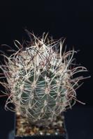 Sclerocactus spinosior SB 1182.jpg