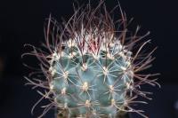 Sclerocactus spinosior SB 1450.jpg