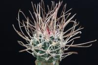 Sclerocactus spinosior ssp. blainei SB 1015.jpg