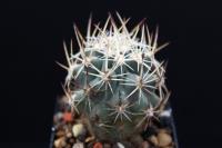 Sclerocactus wetlandicus SB 1873.jpg