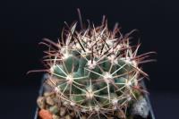 Sclerocactus whipplei SB 472.jpg