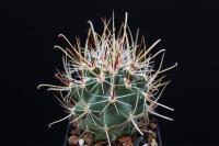 Sclerocactus whipplei ssp. busekii SB 1086.jpg