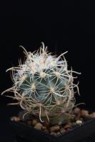 Sclerocactus wrightiae SB 1585.jpg