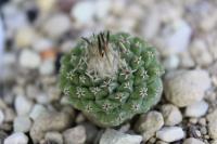 Strombocactus disciformis SB 174.jpg