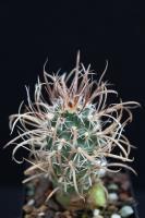 Toumeya papyracanthus SB 1326.jpg