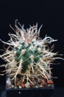 Toumeya papyracanthus SB 172.jpg