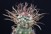 Toumeya papyracanthus SB 180.jpg