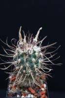 Toumeya papyracanthus SB 1914.jpg