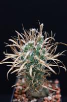 Toumeya papyracanthus SB 330.jpg