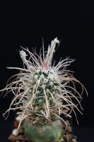 Toumeya papyracanthus SB 504.jpg