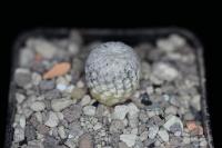 Turbinicarpus valdezianus SB 1468.jpg