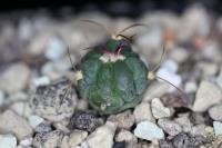 Echinocactus  horizonthalonius KMR 22.jpg