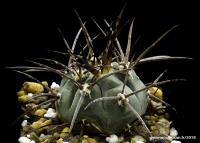 943-spegazzinii-ssp-cardenasianum-(armatum-vs-579)-18072503.jpg