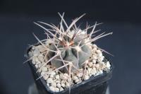 Gymnocalycium spegazzinii VS 108.jpg