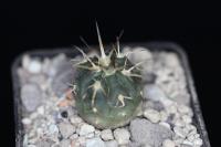 Gymnocalycium spegazzinii v. mayor VS 118.jpg