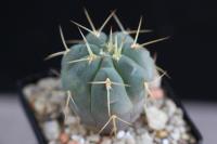 Gymnocalycium-armatum-VS-300.jpg