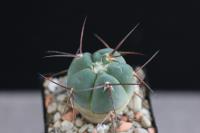 Gymnocalycium-armatum-VS-503.jpg