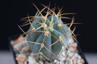 Gymnocalycium-cardenasianum-VS-304.jpg