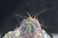 Gymnocalycium-spegazzinii-VS-103.jpg