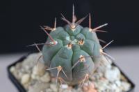 Gymnocalycium-spegazzinii-v.-punillense-VS-77.jpg