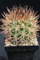 Pyrrhocactus bulbocalyx VS 61.jpg