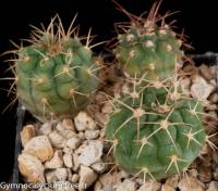 guanchinense-VS-39.jpg