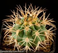 hybopleurum-VS-121.jpg