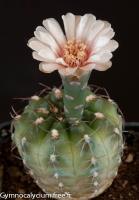kieslingii-v-ramosum-VS-58.jpg