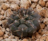 ochoterenae-v-cinereum-VS-13.jpg
