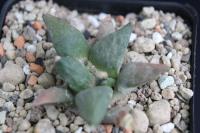 Ariocarpus retusus VZD 129.jpg