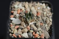 Ariocarpus retusus ssp. scapharostroides VZD 547.jpg