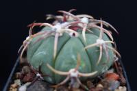 Echinocactus  horizonthalonius VZD 491.jpg