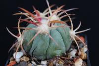 Echinocactus  horizonthalonius VZD 564.jpg