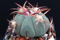 Echinocactus  horizonthalonius VZD 571.jpg