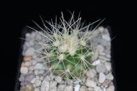 Echinocactus grusonii VZD 1153.jpg